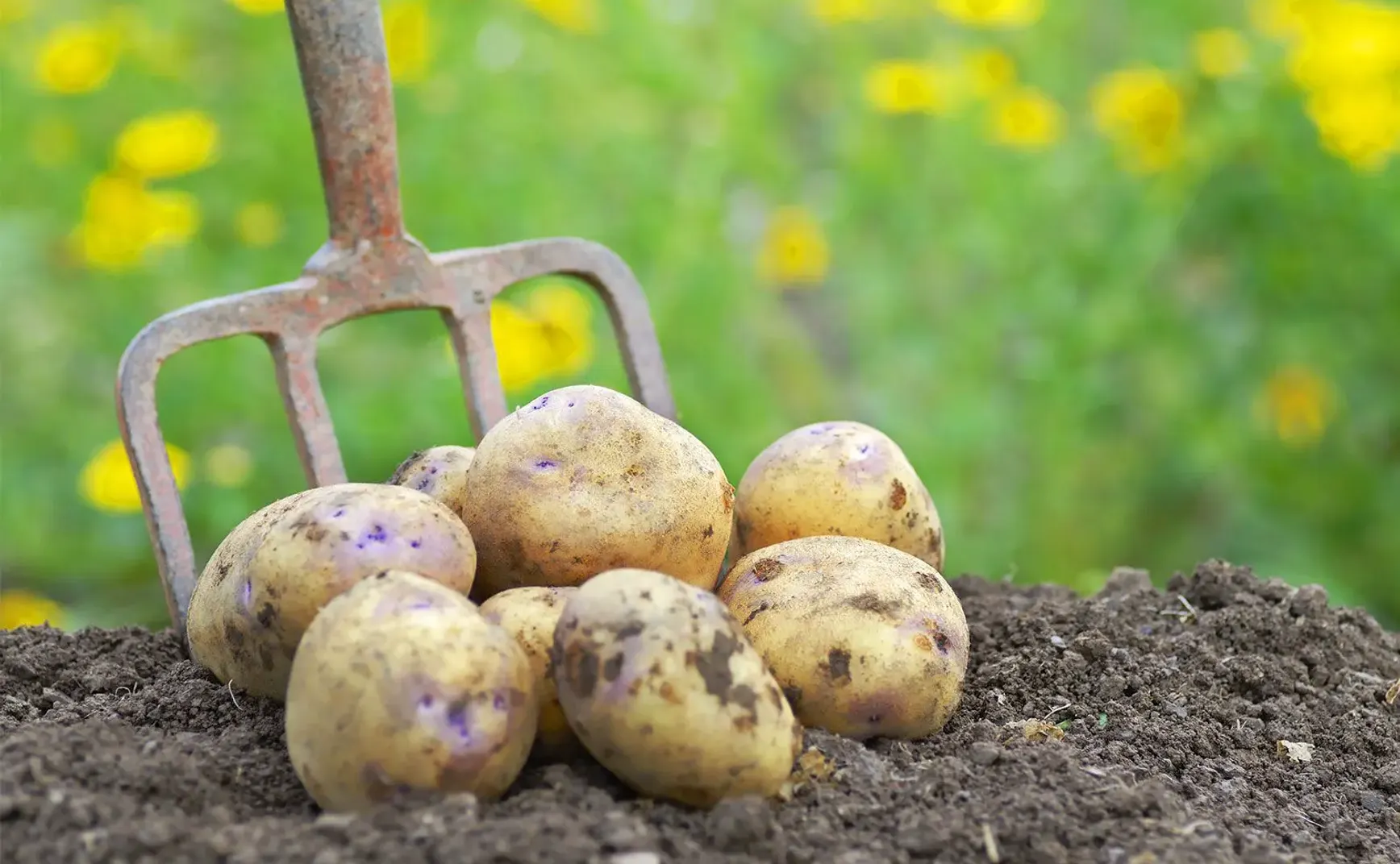 Offsec - Potato - June 4th 2023