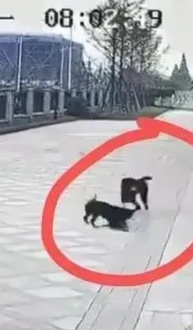 执法不严是恶犬伤人的根本原因