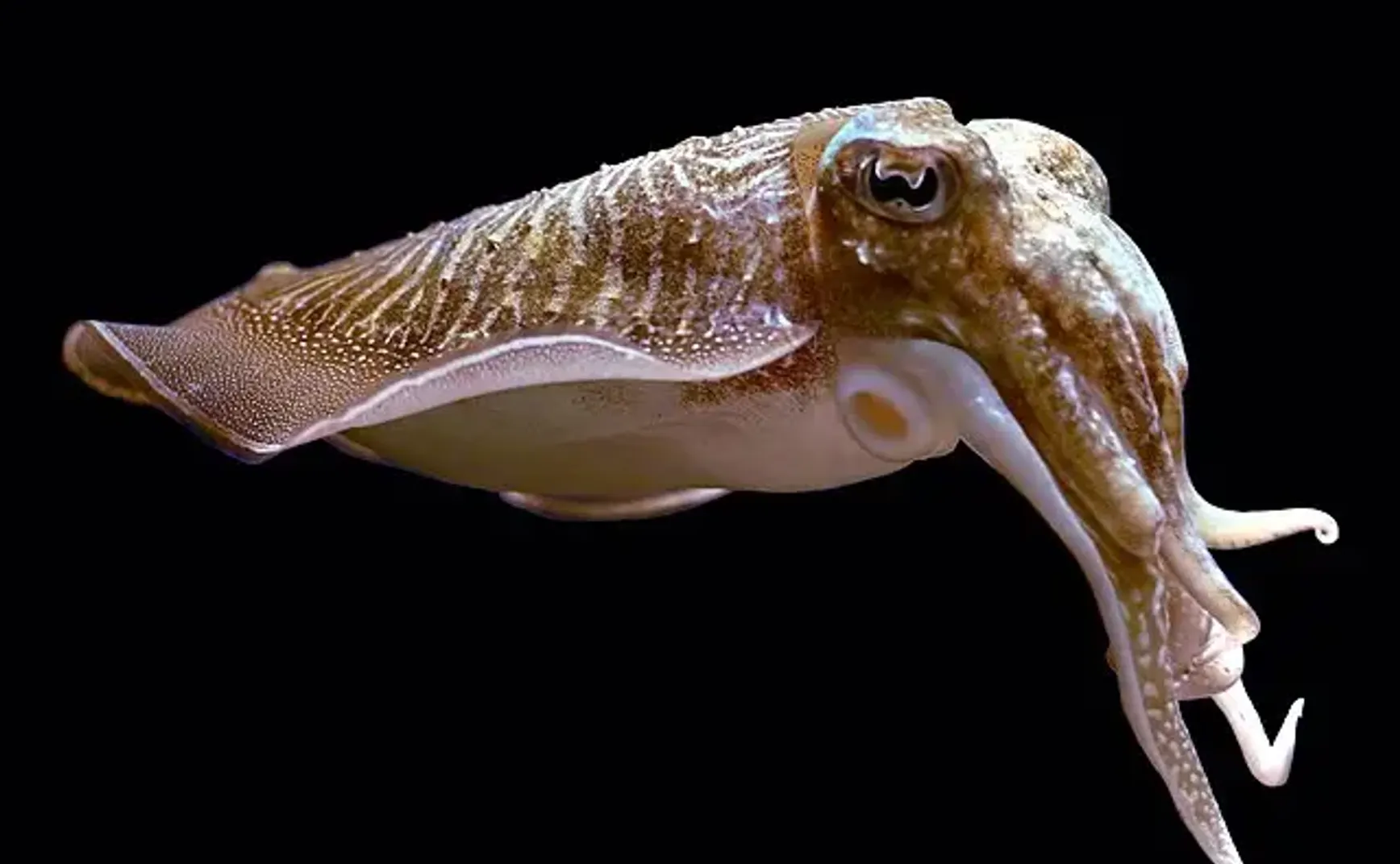 世界的窗口：动物虹膜与瞳孔的形态功能综述