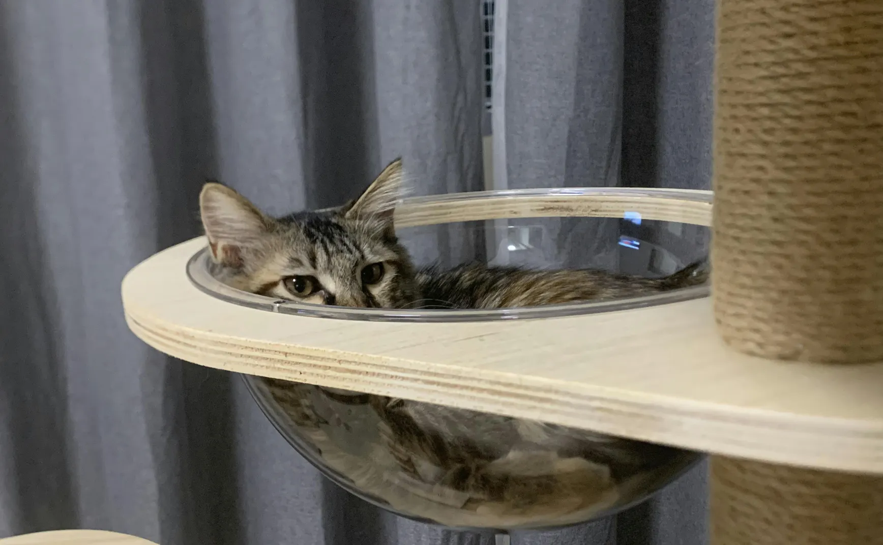 铲屎官远程看猫咪