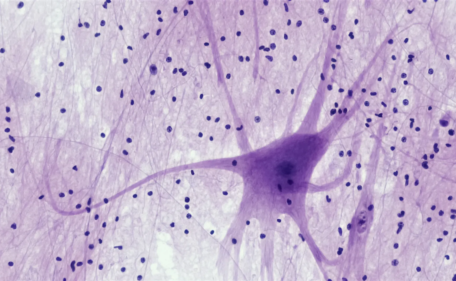 程序员复活手册第十五章：神经网络与反向传播：告别“规则”，拥抱“统计”