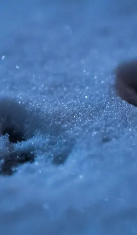 Catflage: The Ultimate Hack Against Algorithmic Control