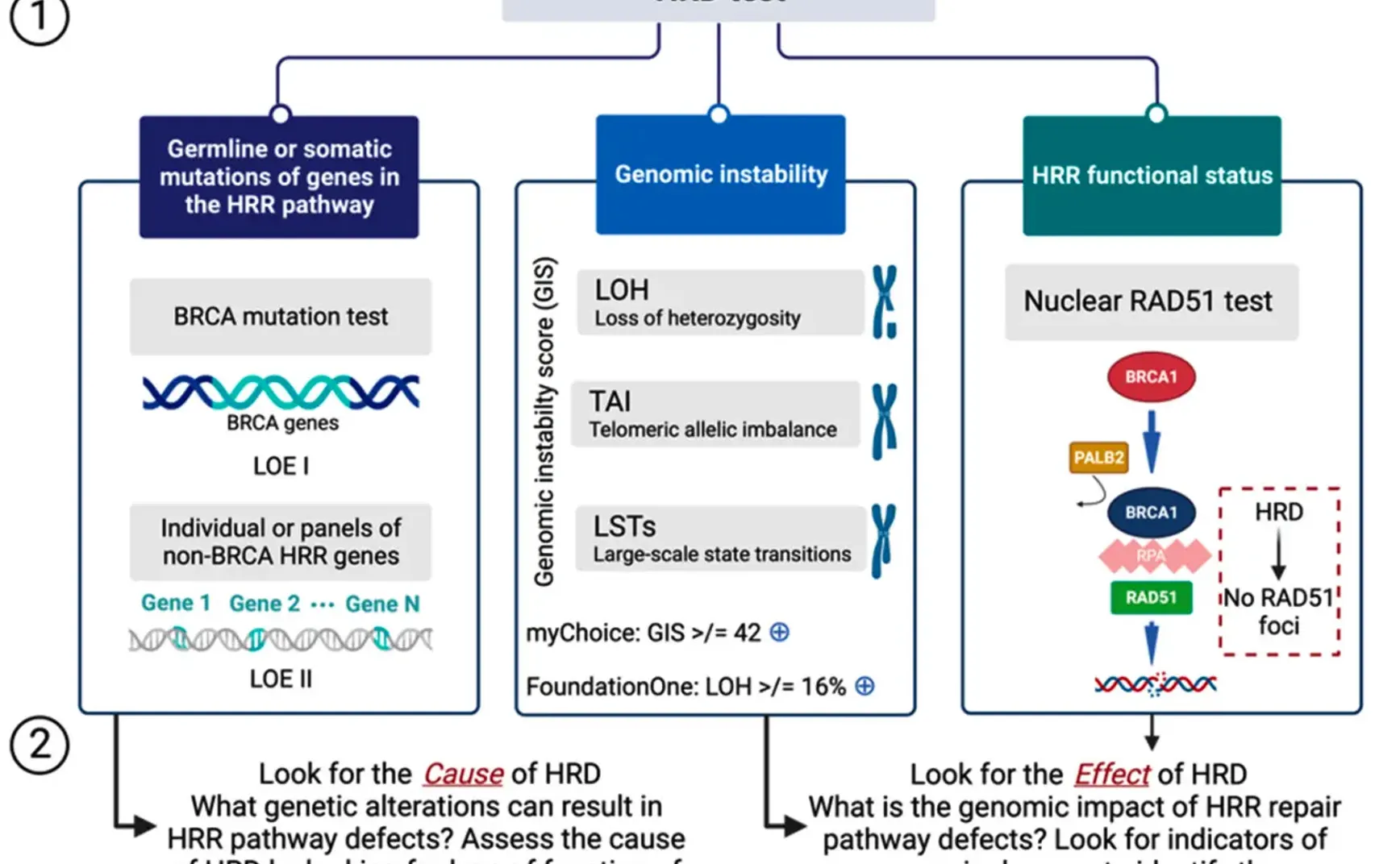 V018plus.熊言熊语：biomarker系列-同源重组修复缺陷HRD (part3 产品总览)