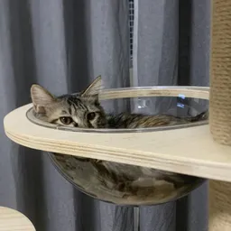 铲屎官远程看猫咪