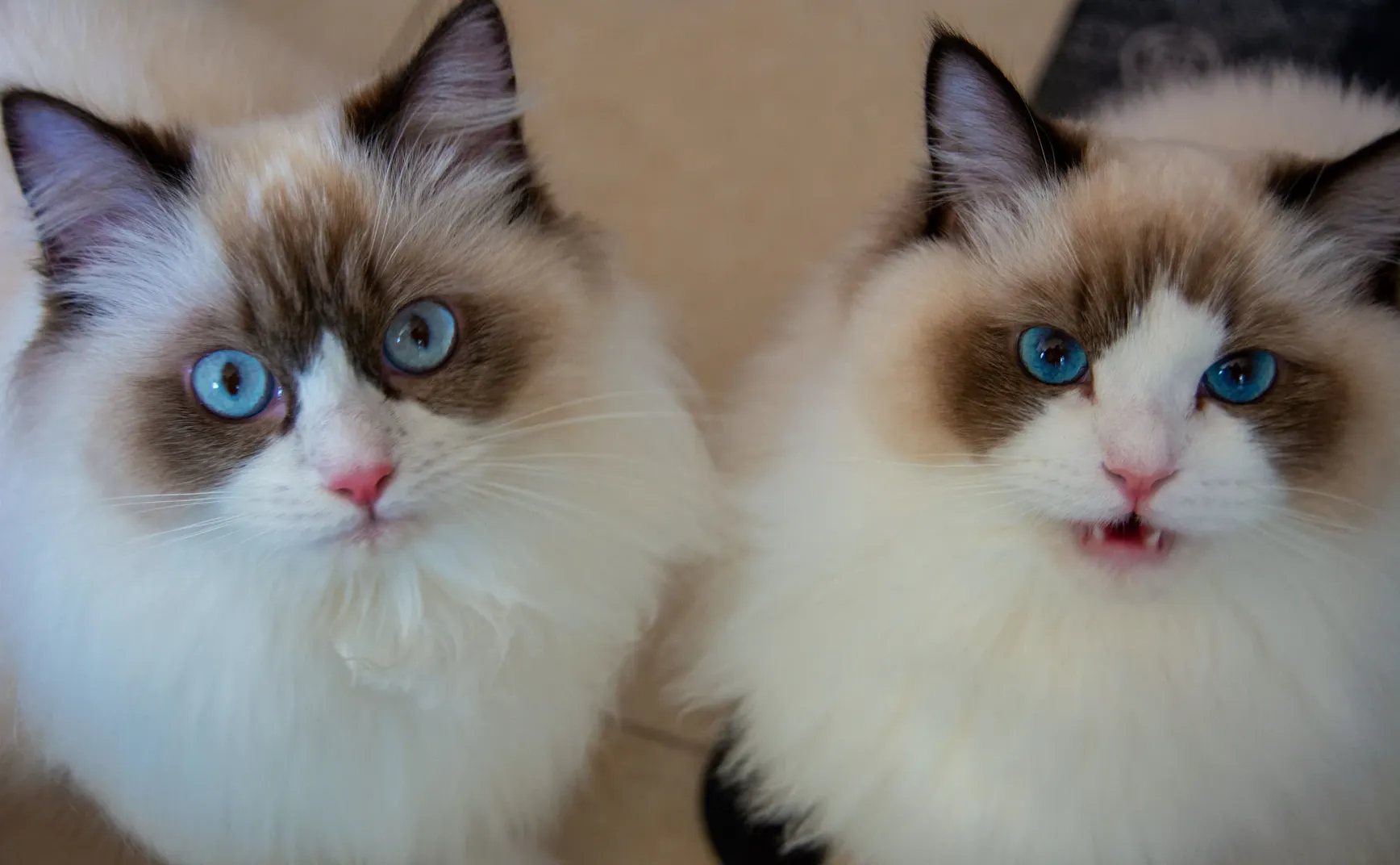 【解讀美股情緒】隔岸觀火最愜意了 - 20250710