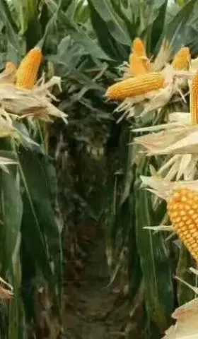 转基因玉米预计两年内在中国批准种植，国产品种能打吗？