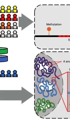 V024.熊言熊语：被忽视的肿瘤DNA甲基化特征PMD（part1）