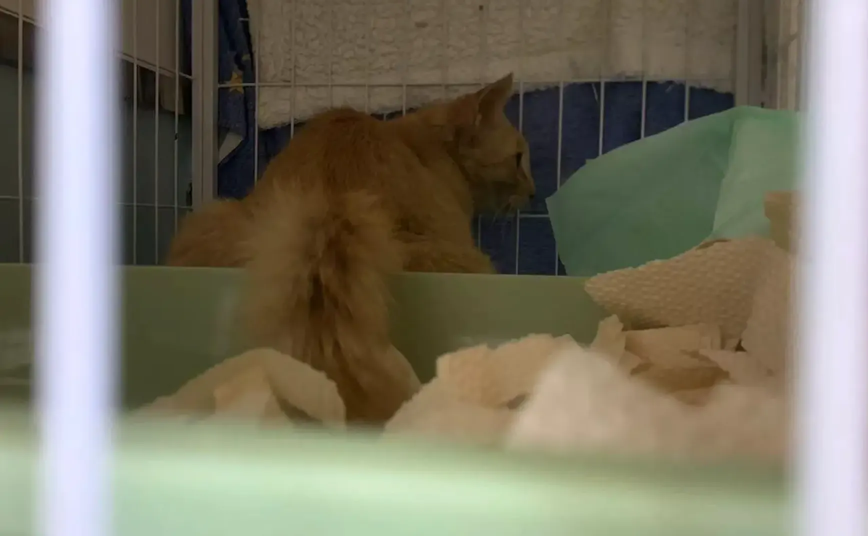 天时地利人和，顺利给流浪猫做TNR