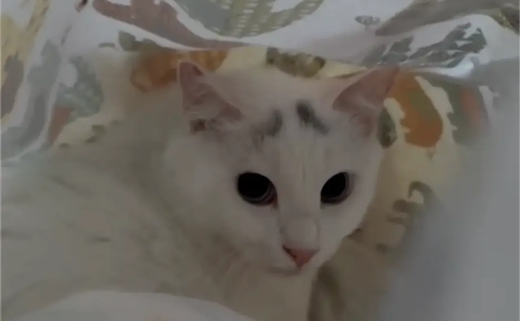 两只口炎流浪猫的救助日记