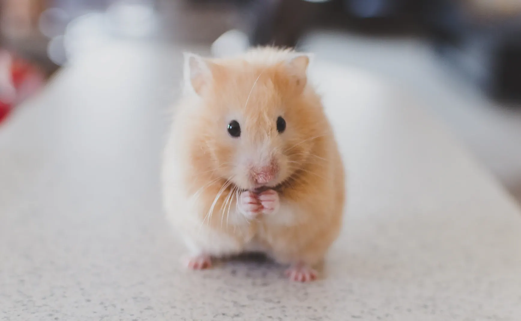 用AI进行统计学假设验证分析（氛围统计学分析）