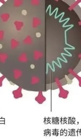为啥中国没有很快开发出新冠mRNA疫苗？