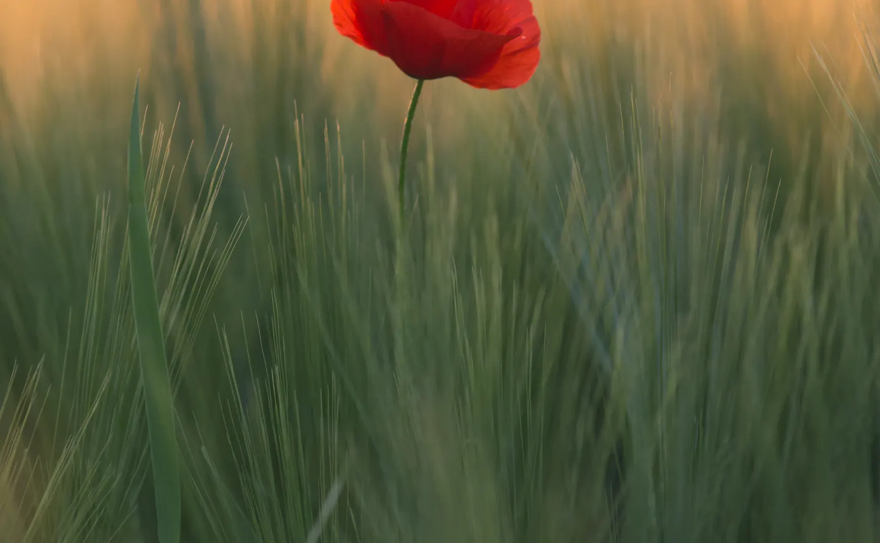 战争的认知革命：从钢铁到算法