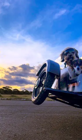 城堡 209：躲到校园杜鹃花下，不要被命运找到