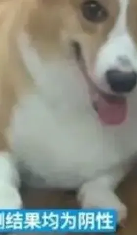 防疫不是违法行为的挡箭牌