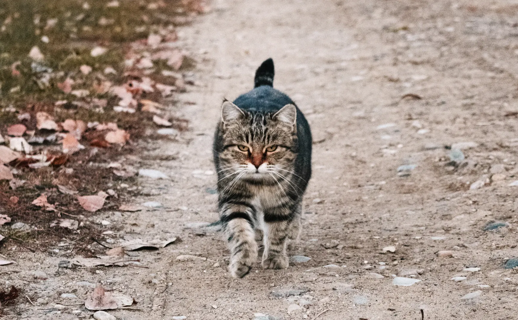 《猫图腾》第十四章: “猫”的联盟