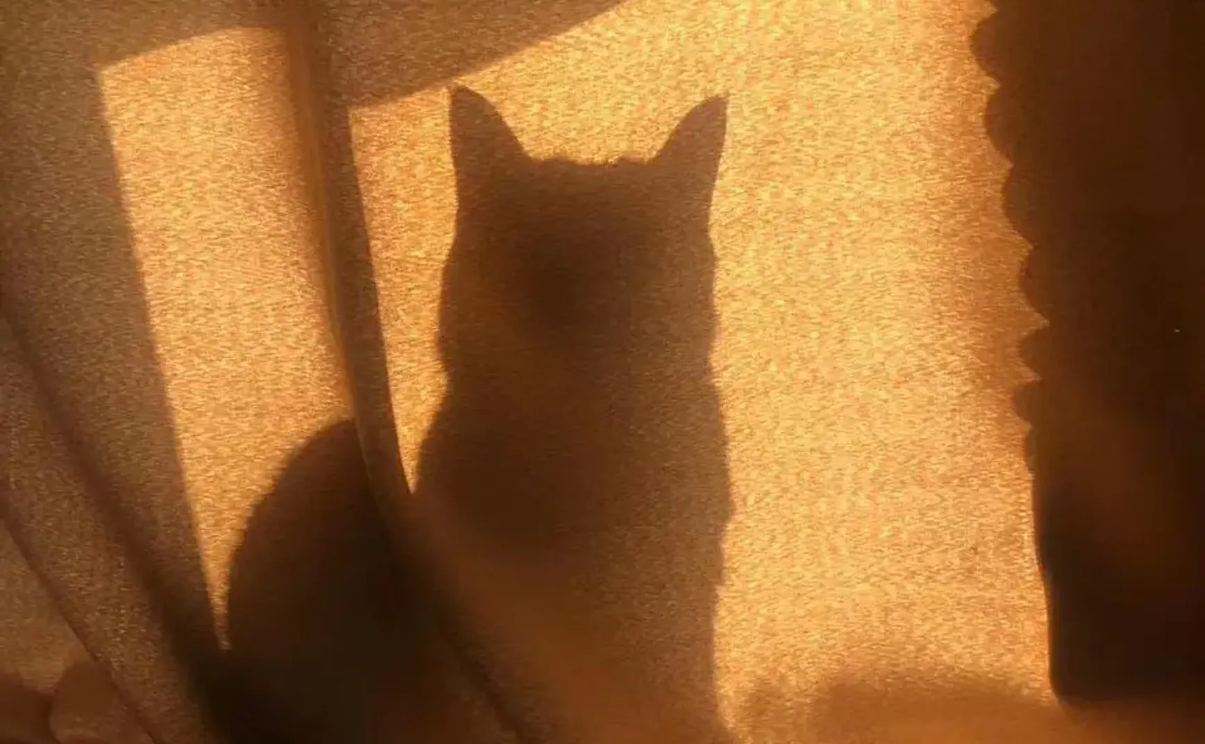 《猫图腾》目录