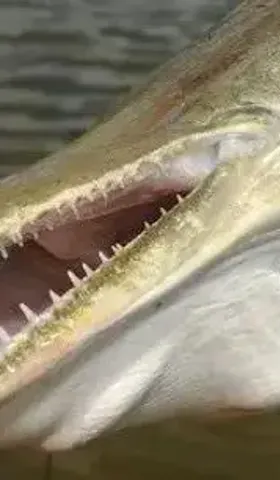 一则当代寓言：河南汝州抽干湖水抓怪鱼