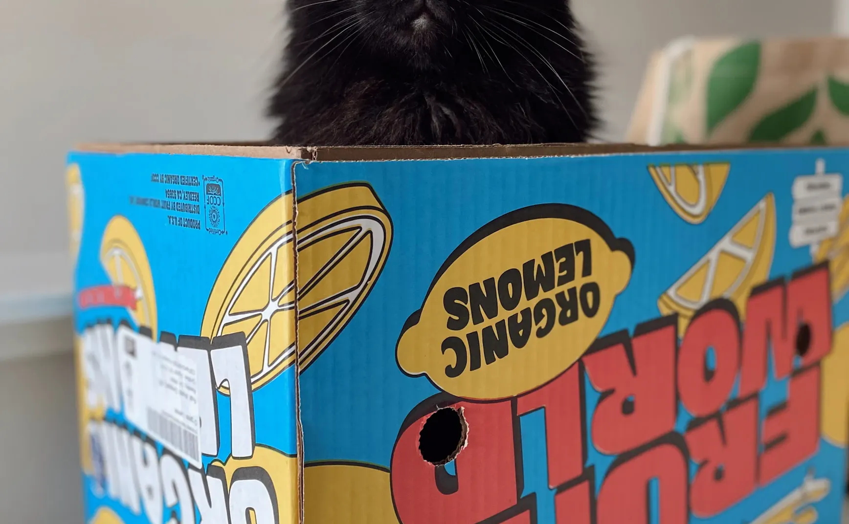 《猫图腾》第十一章：为什么猫“玩盒子”？