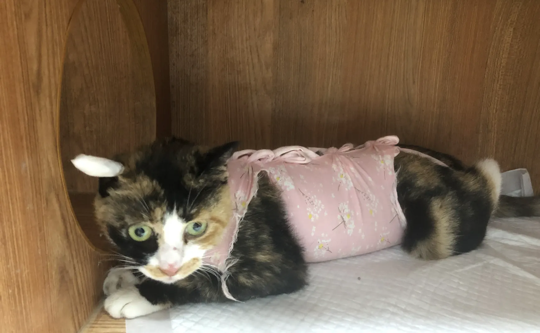 亲手TNR，成功啦！