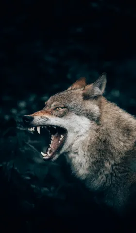 《猫图腾》第一章：“狼”的诱惑