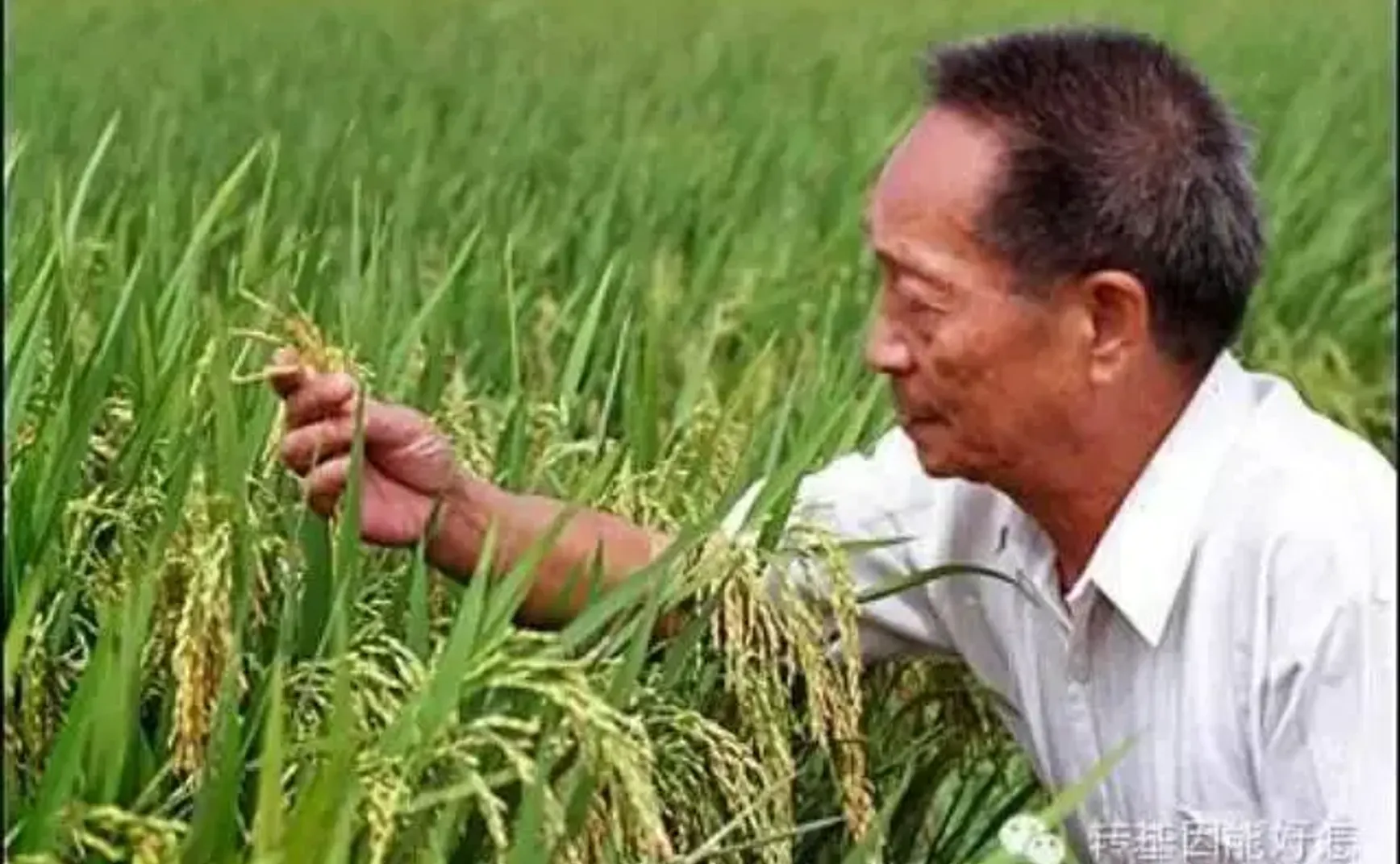 袁隆平一走，谁还关心粮食呢？
