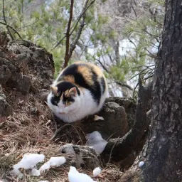 Semi-paranoid #56 下个路口再见👋