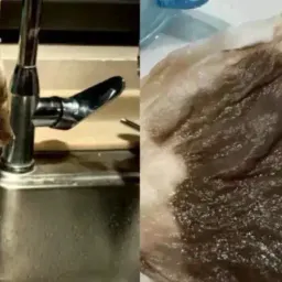 比自来水发臭更危险的，是补偿5吨水的傲慢与敷衍