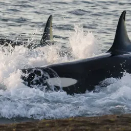 加一移动出海周刊|第 93 期: 聊聊 ChatGPT