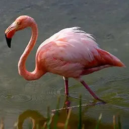 红鹳之华：关于火烈鸟世界的综述