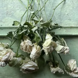 魔都封城日志｜六月如蝴蝶般颤动