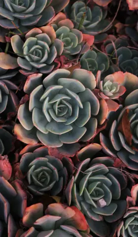 《猫的伏击》第5章：GRTD登场！