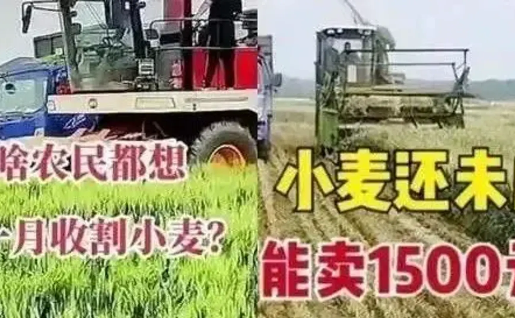 小麦青贮不会影响粮食安全，但俄乌战争会动摇国本