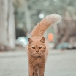 “猫图腾”:告别狼群——现代职场个体生存哲学的管理学与心理学综述