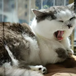 11 玄光周刊-主子胖了