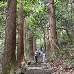 67 期：天目山大树王国
