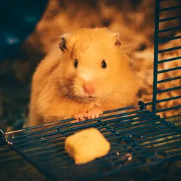 用AI进行统计学假设验证分析(这次成功了)