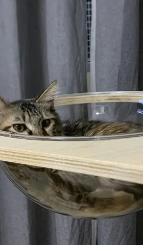 铲屎官远程看猫咪