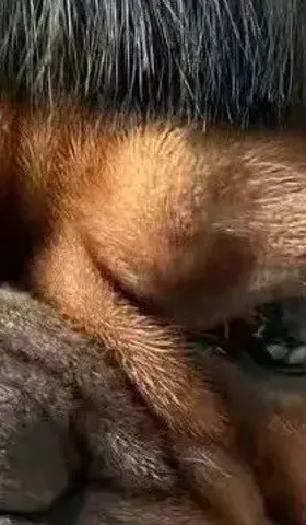 对日本地震幸灾乐祸的还勉强算人，跳出来和稀泥的是真的狗