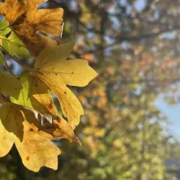 赶在假期的尾巴，分享若干演出录音