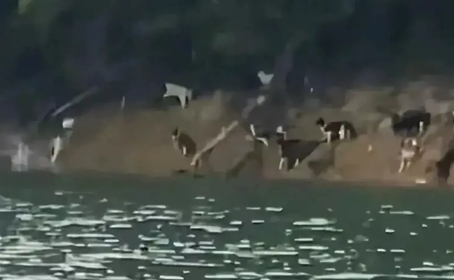 一千只猫的“大逃杀”，以爱的名义