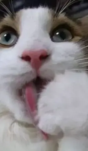 没办法，我就好一口