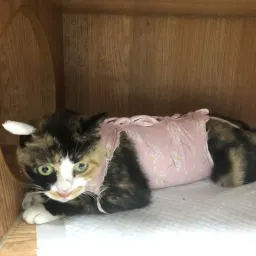 亲手TNR，成功啦！