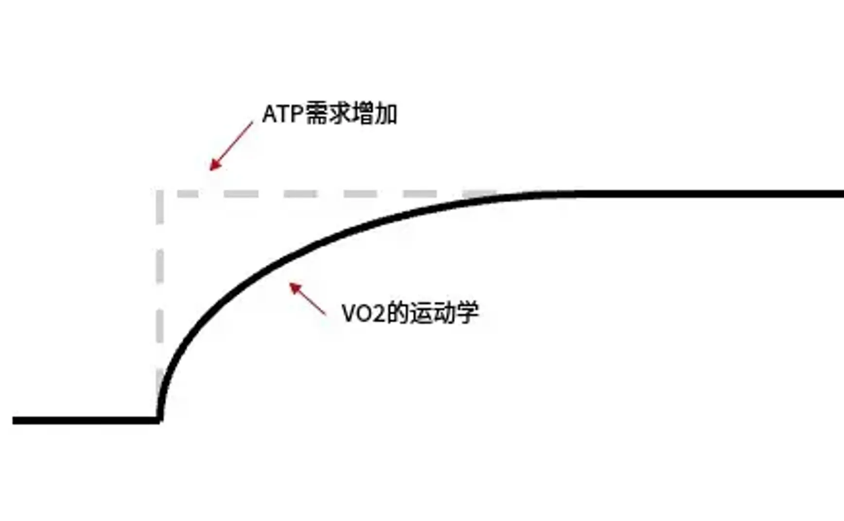 什么是 VO 2 动力学？