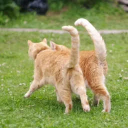 《猫的伏击》第1章:欢迎来到“瞎忙”地狱