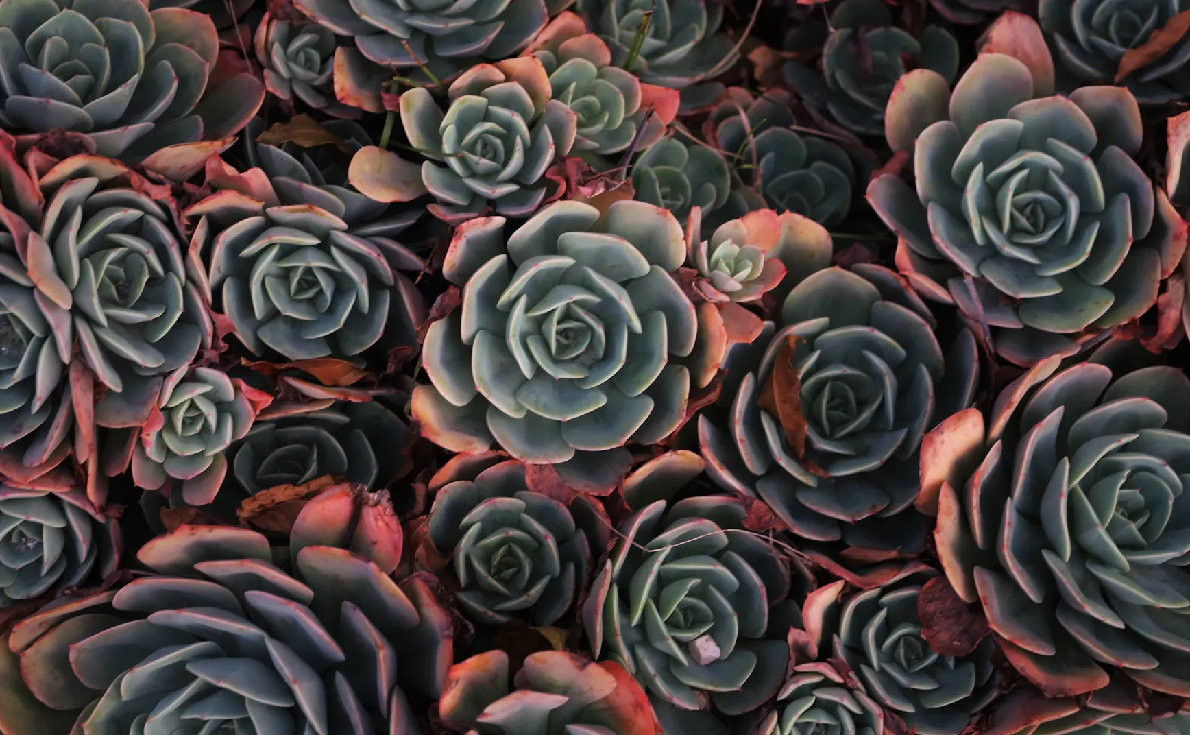 《猫的伏击》第5章：GRTD登场！