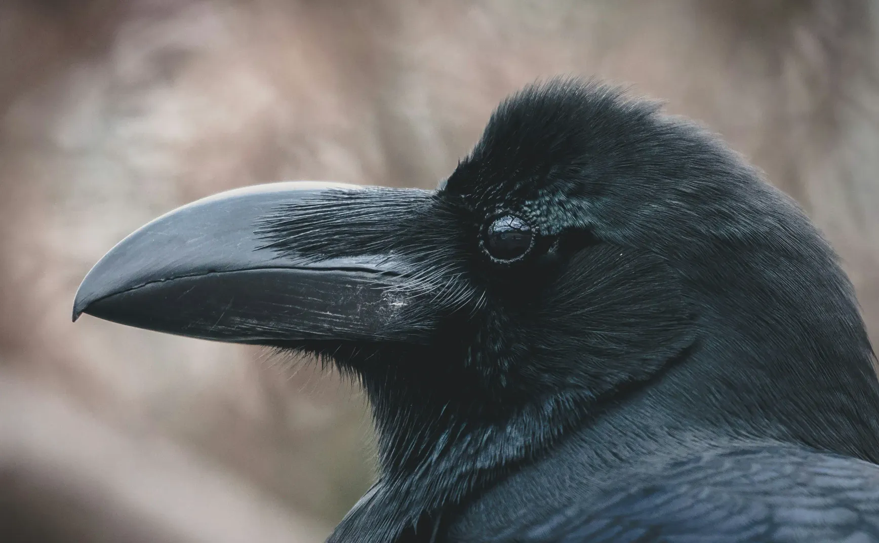 Carrion Crow