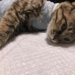 蹦哒猫咪做绝育手术