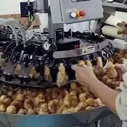 断喙、灯刑、喂沙、扎针、生阉……人类养鸡的“十大酷刑”