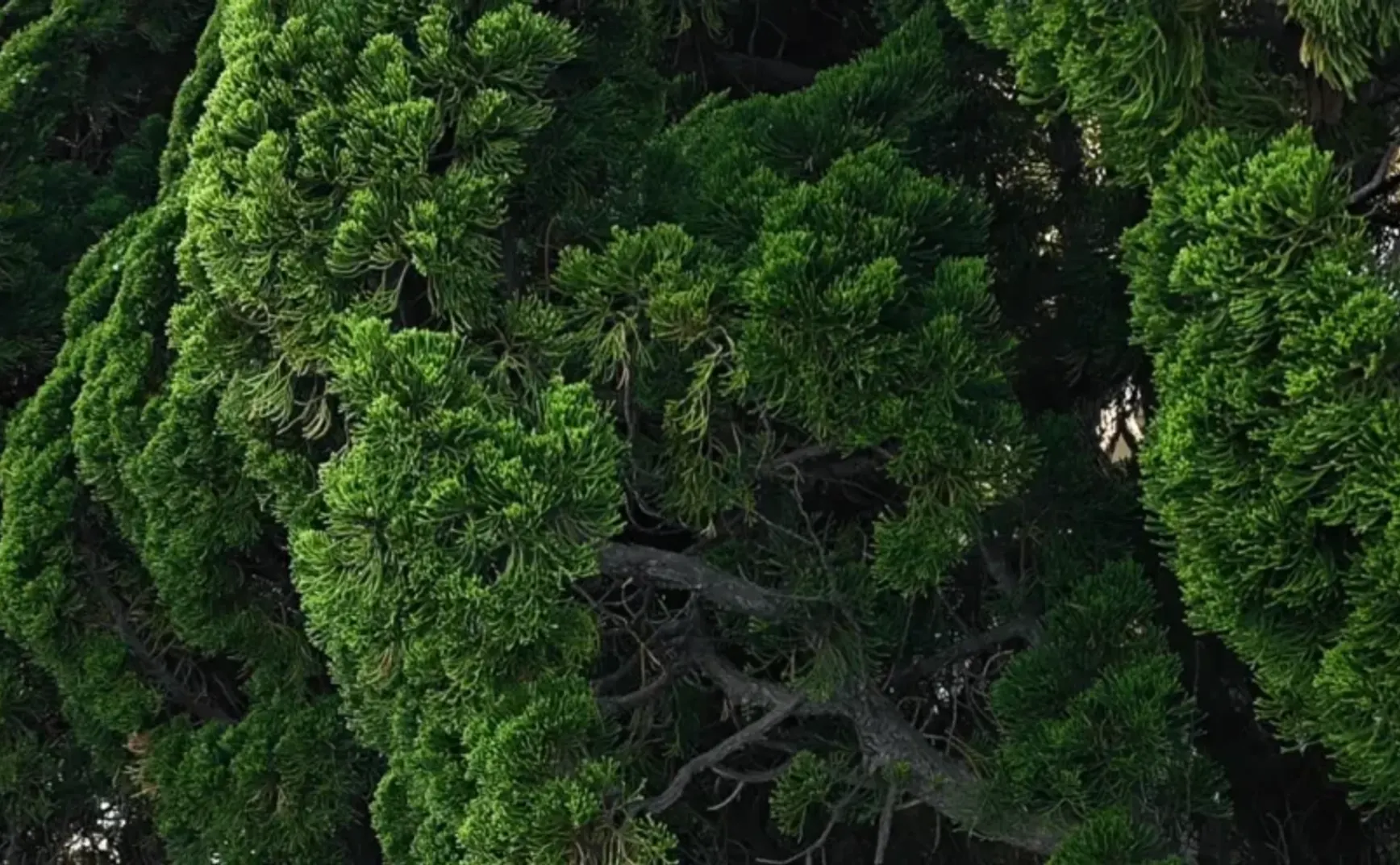 08-金沙滩的松树