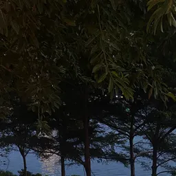 花生碎05: 来去散步